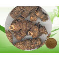 Healthy and Organic Herb Qianghuo Incised Notopterygium